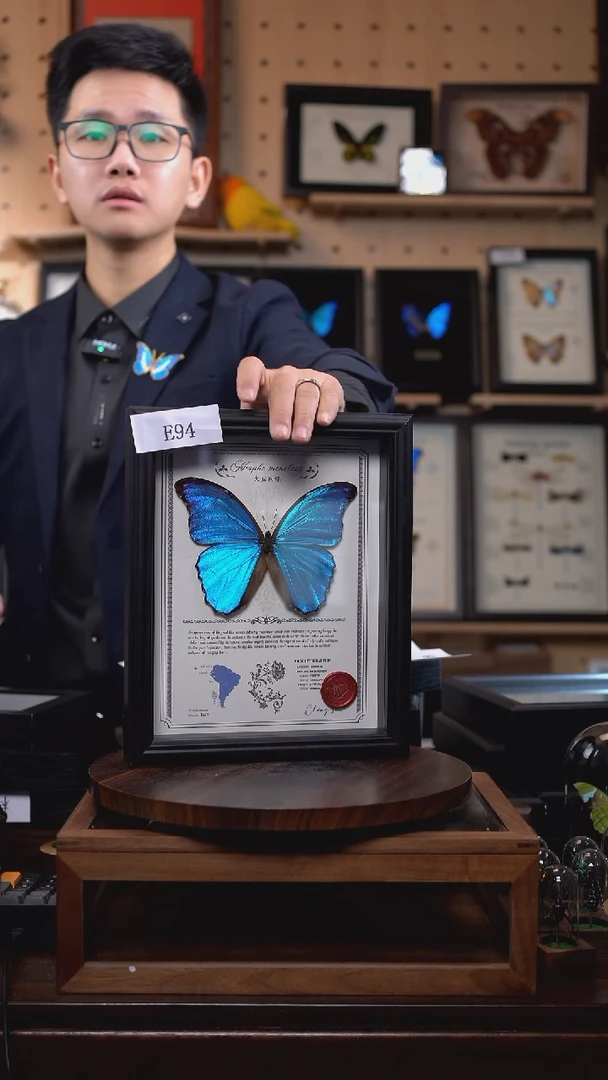 见****亲微瑕蝴蝶标本摆件一口价e94