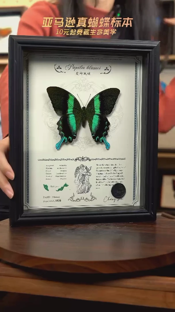 爱神凤蝶重逢艺术款10寸