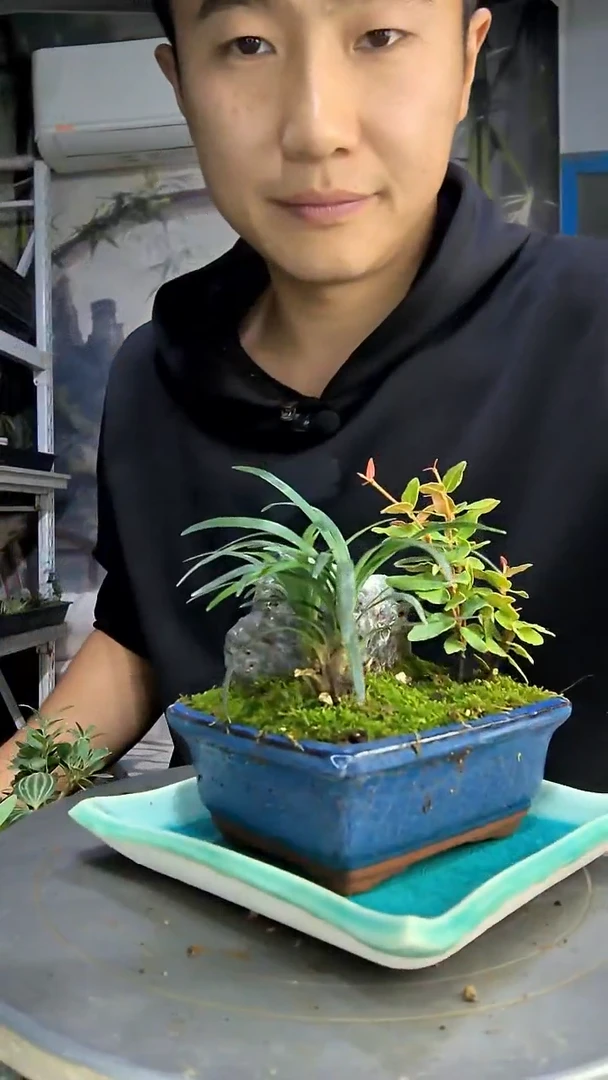 喵**声中青园艺一物一拍137