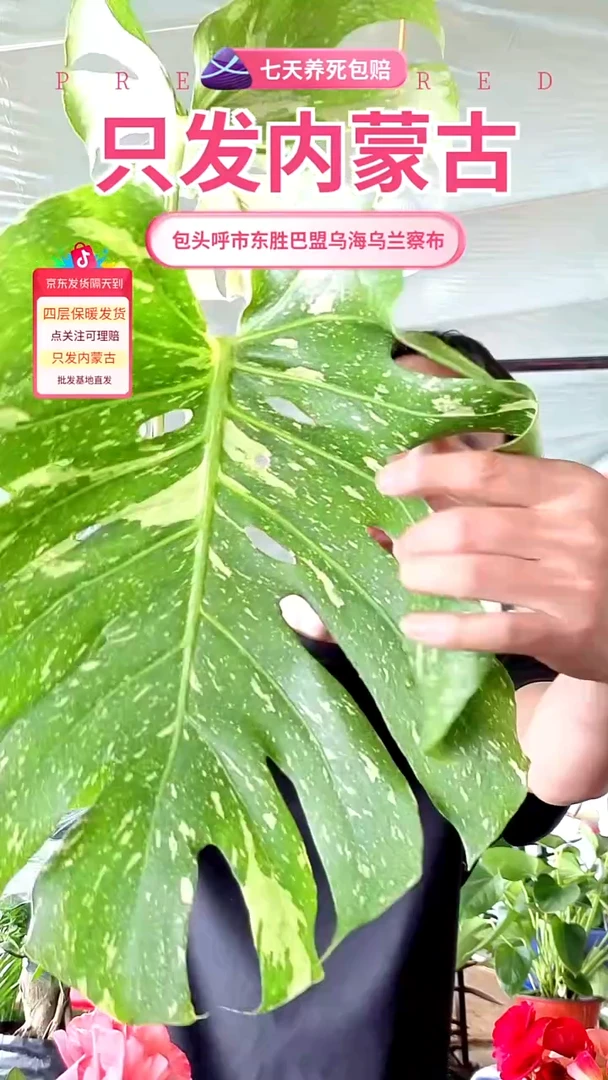 完全开放沙金龟背