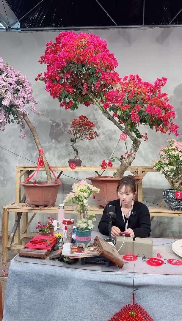 【闪购商品】四季红