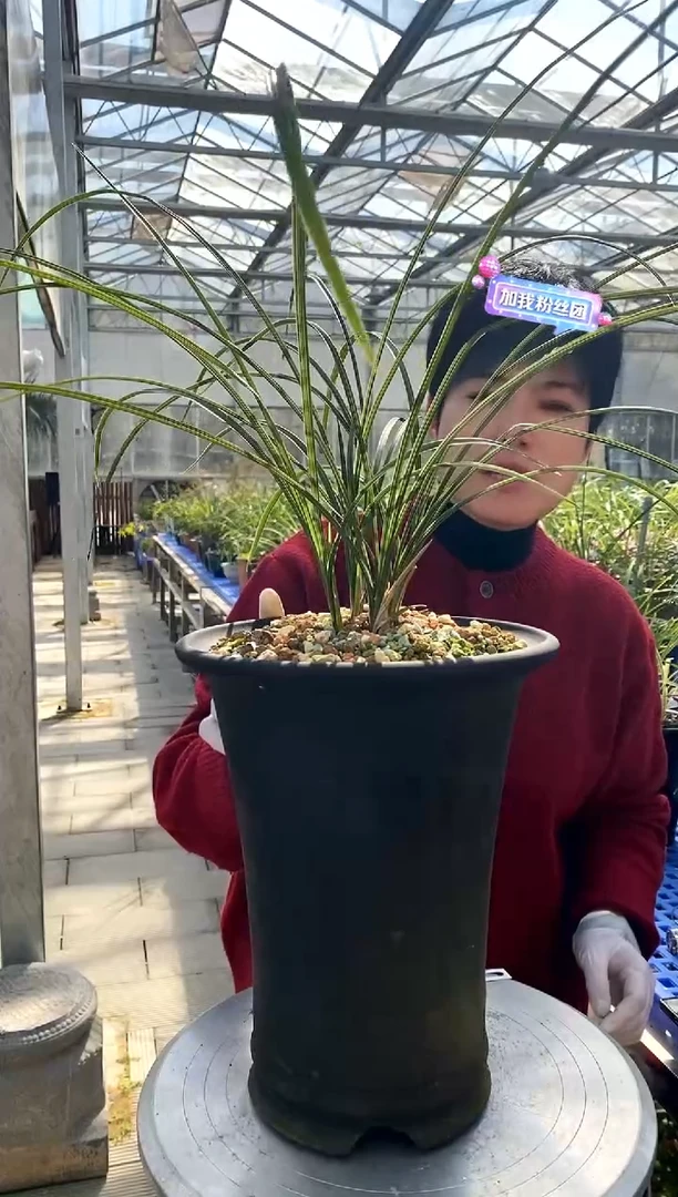 【闪购商品】解佩，袖起茶香