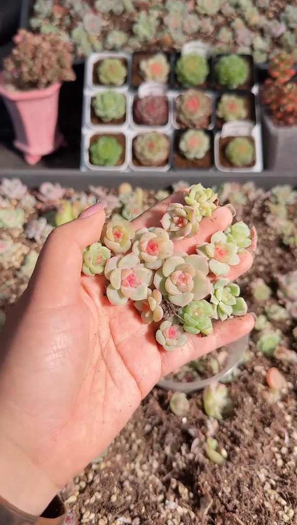 肉气球花园0524-59