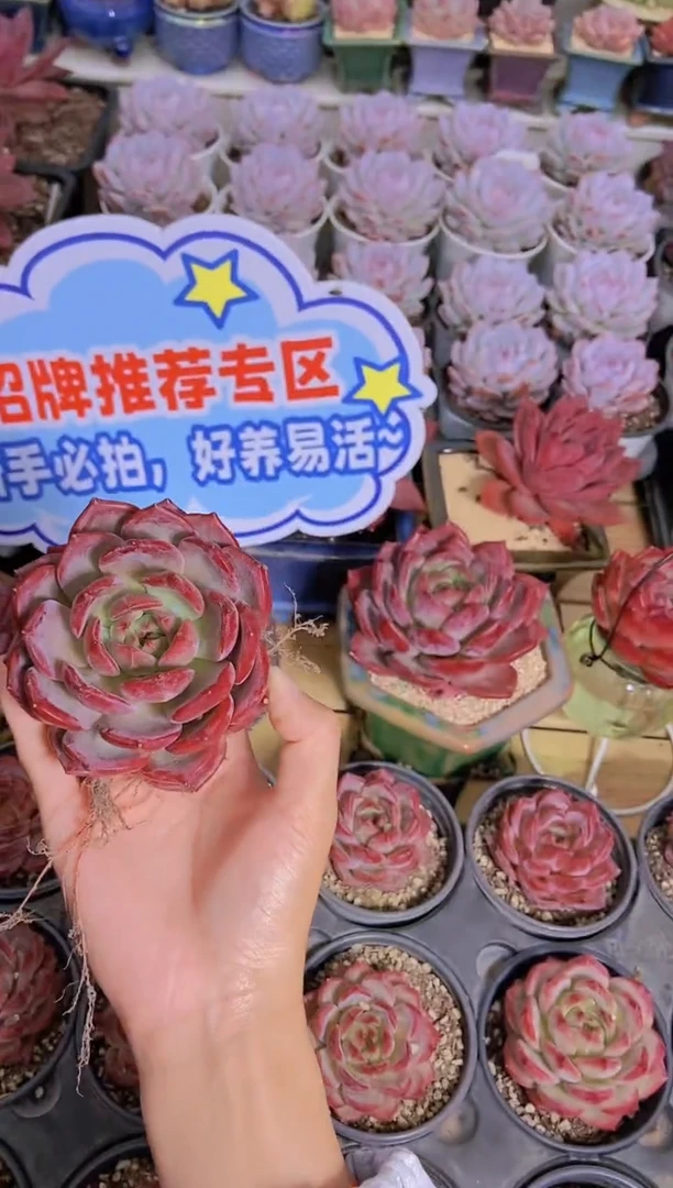 A382-母本夜魔侠脱土发9cm（量拍）