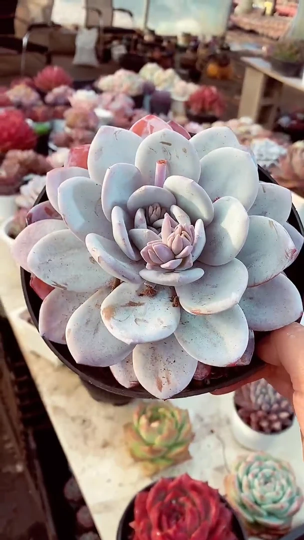 【闪购商品】大雪莲