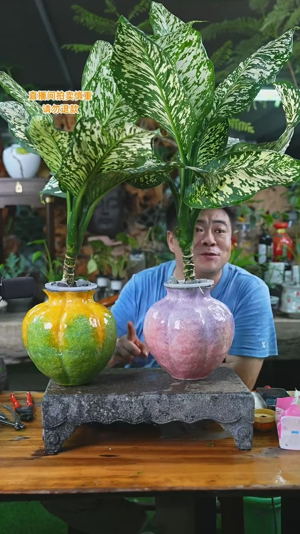 当前无花栽培后可以开花超大暴风雪（釉色自己备注）T