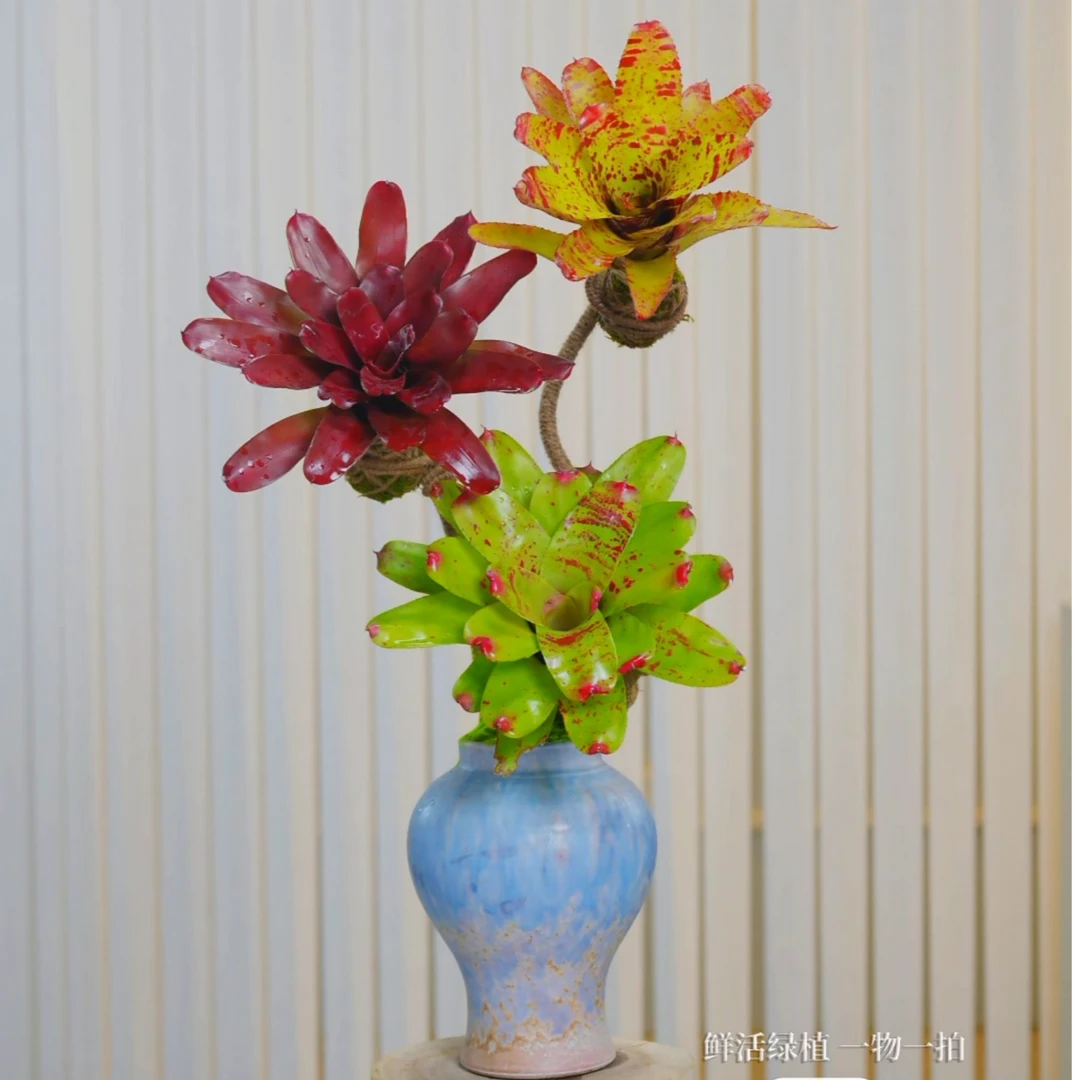 小桌面【积水凤梨】空气凤梨五彩积水凤梨植物雨林景植物高端绿植