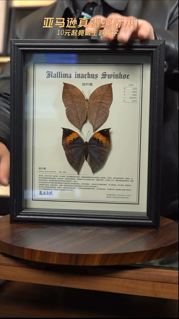 枯叶蝶正反两只中文版10寸欧式框