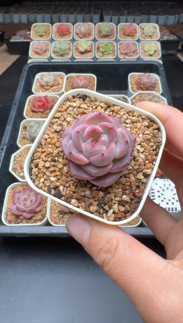 【闪购商品】492D物拍多肉带盆土6.5杯拍3颗包柚