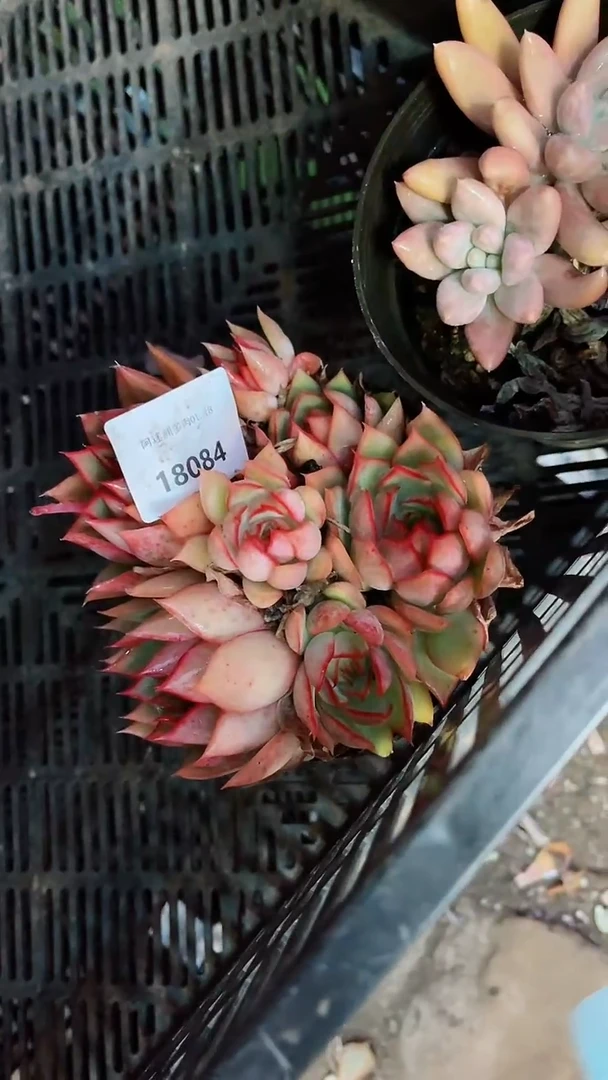 【闪购商品】18084