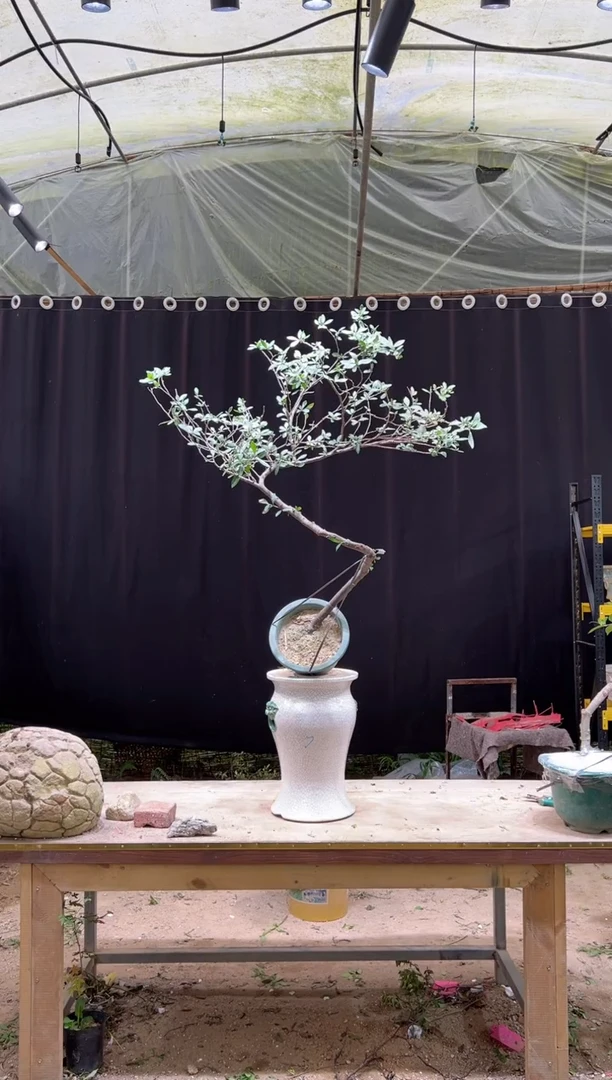 当前无花朵，栽培后可花朵只***点海岛栀子花