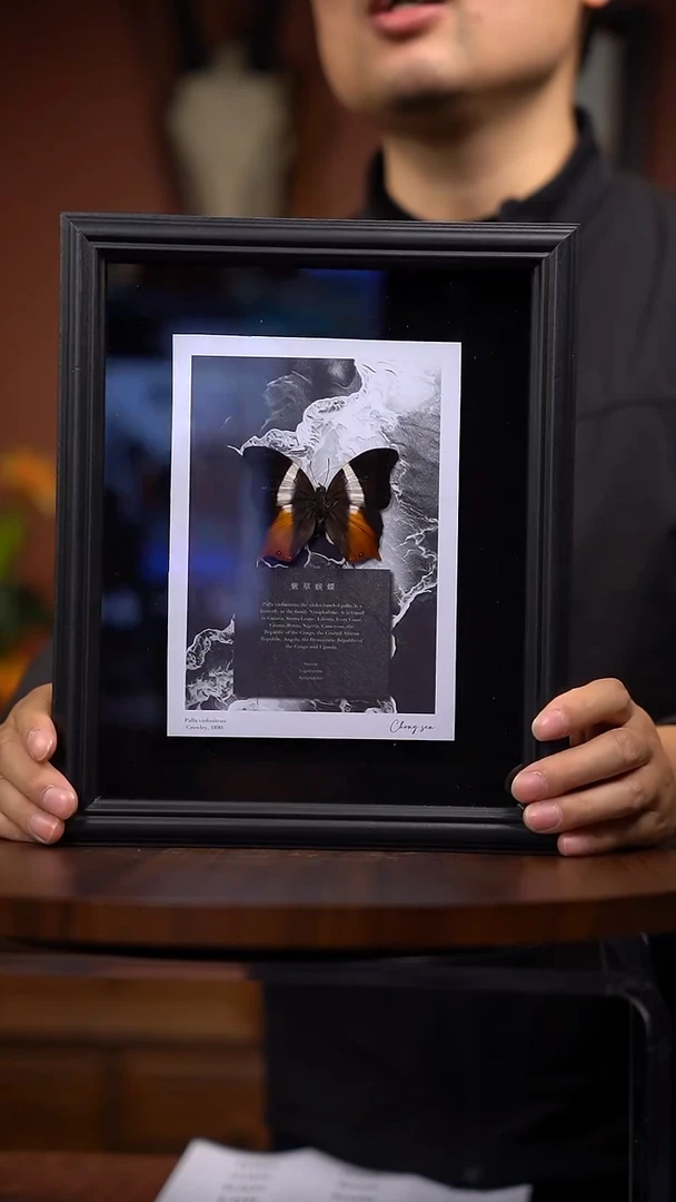 紫草蛱蝶标本（常规）