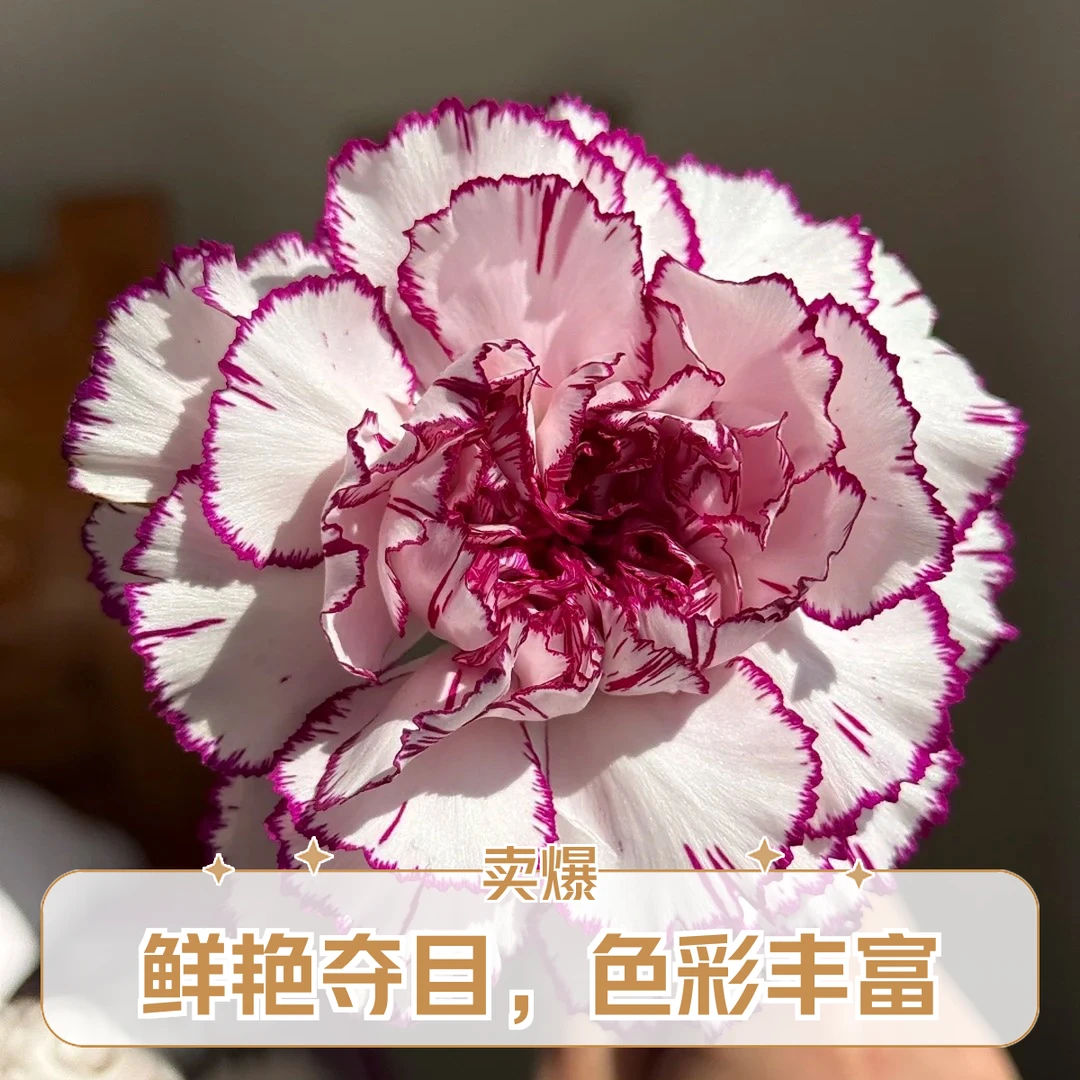 紫精灵康乃馨10支，江浙沪皖次日达