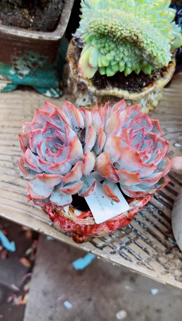 29071多肉植物一物一拍