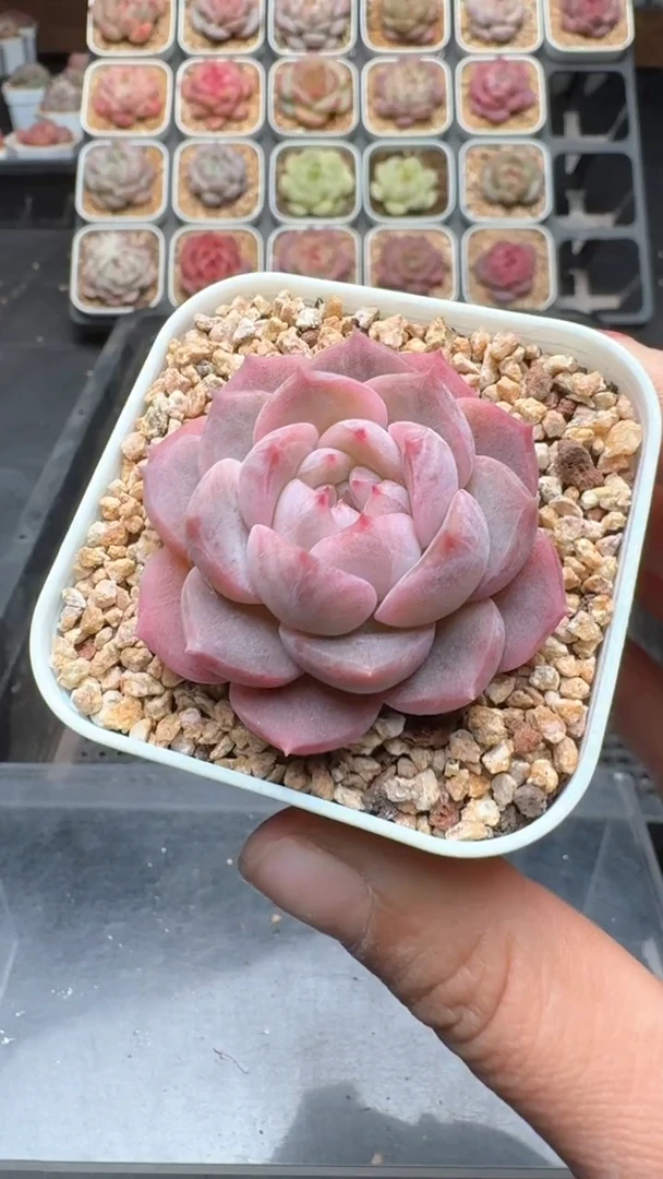 【闪购商品】930号珍妮多肉一物一拍3单包邮