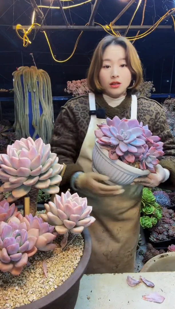 小****事汤圆一物一拍带盆