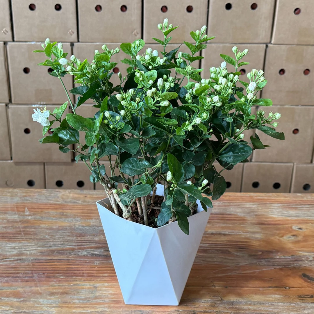 重瓣香水茉莉花盆栽室内外庭院四季绿植花卉好养活