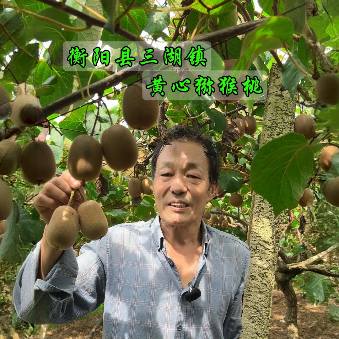 【坏果包赔】黄心猕猴桃香甜奇异果新鲜现采现摘现发60g-150g