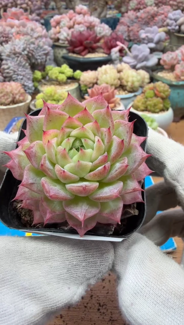 东云多肉园二店-303