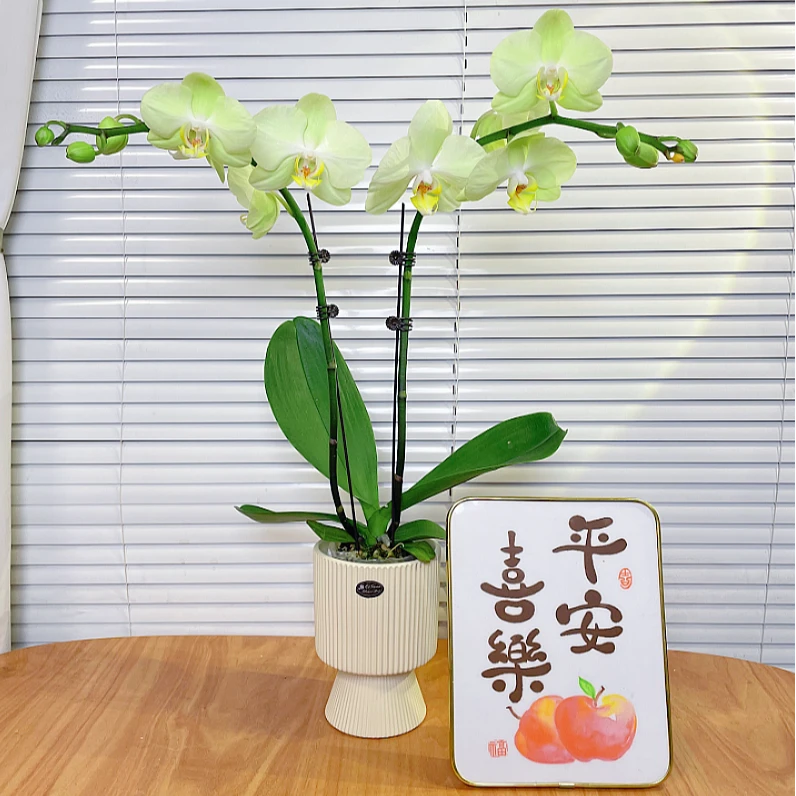 【冰淇淋-蝴蝶兰】小清新 高端鲜花 家居摆件 易养花期长 基地直发