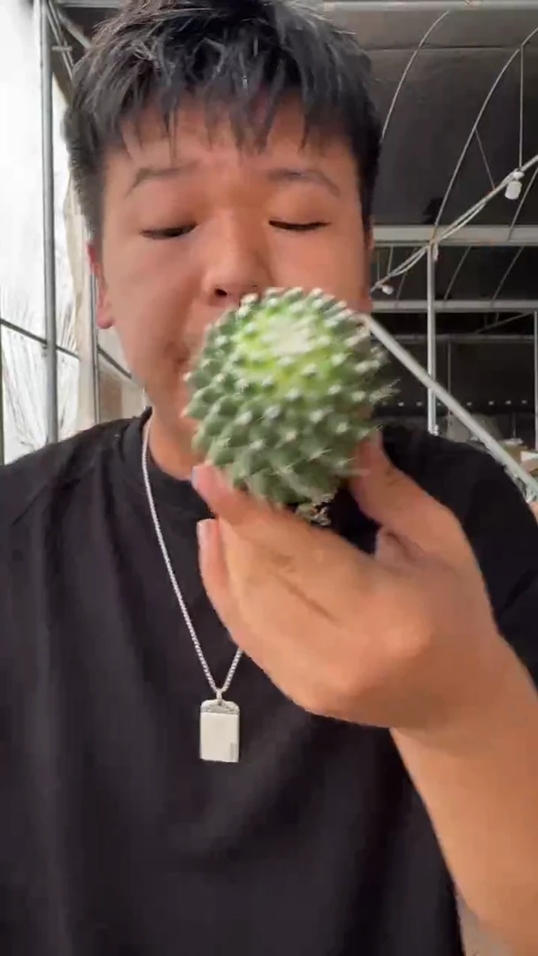 2颗 单头 多粒丸【带根】