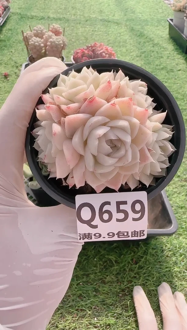 【闪购商品】梦会多肉一物一拍