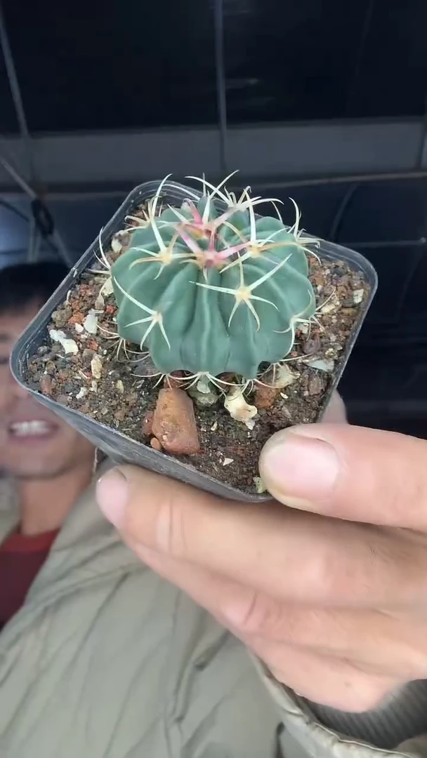 实生凌波29.99配货看图