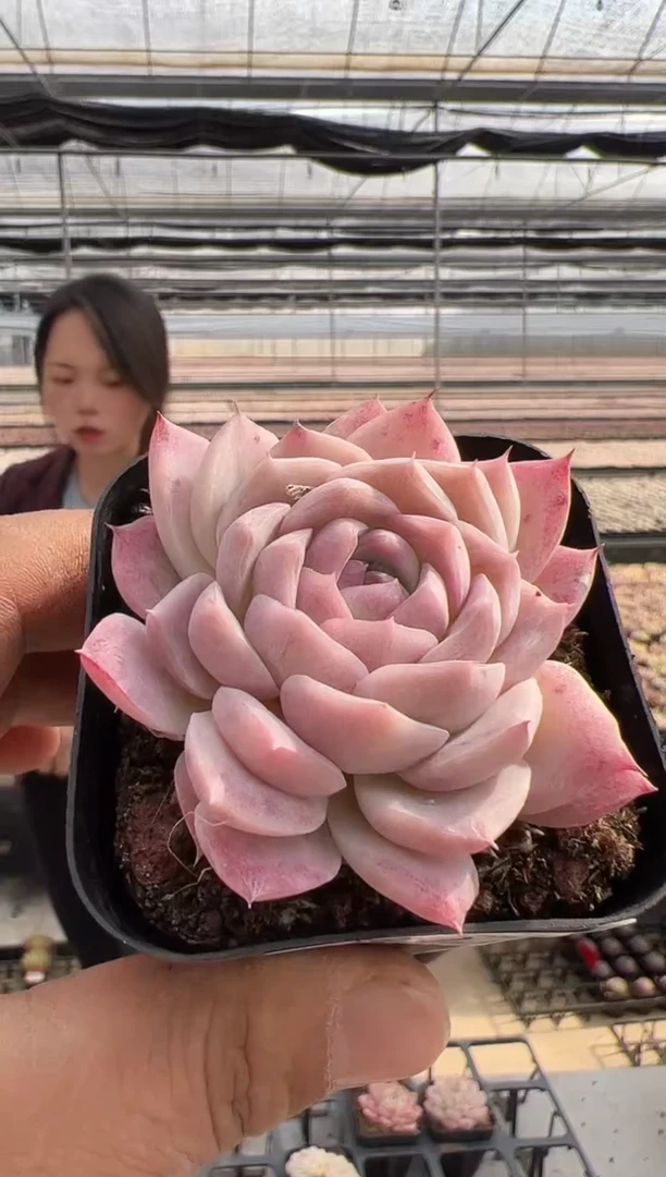 【闪购商品】新款多肉-275