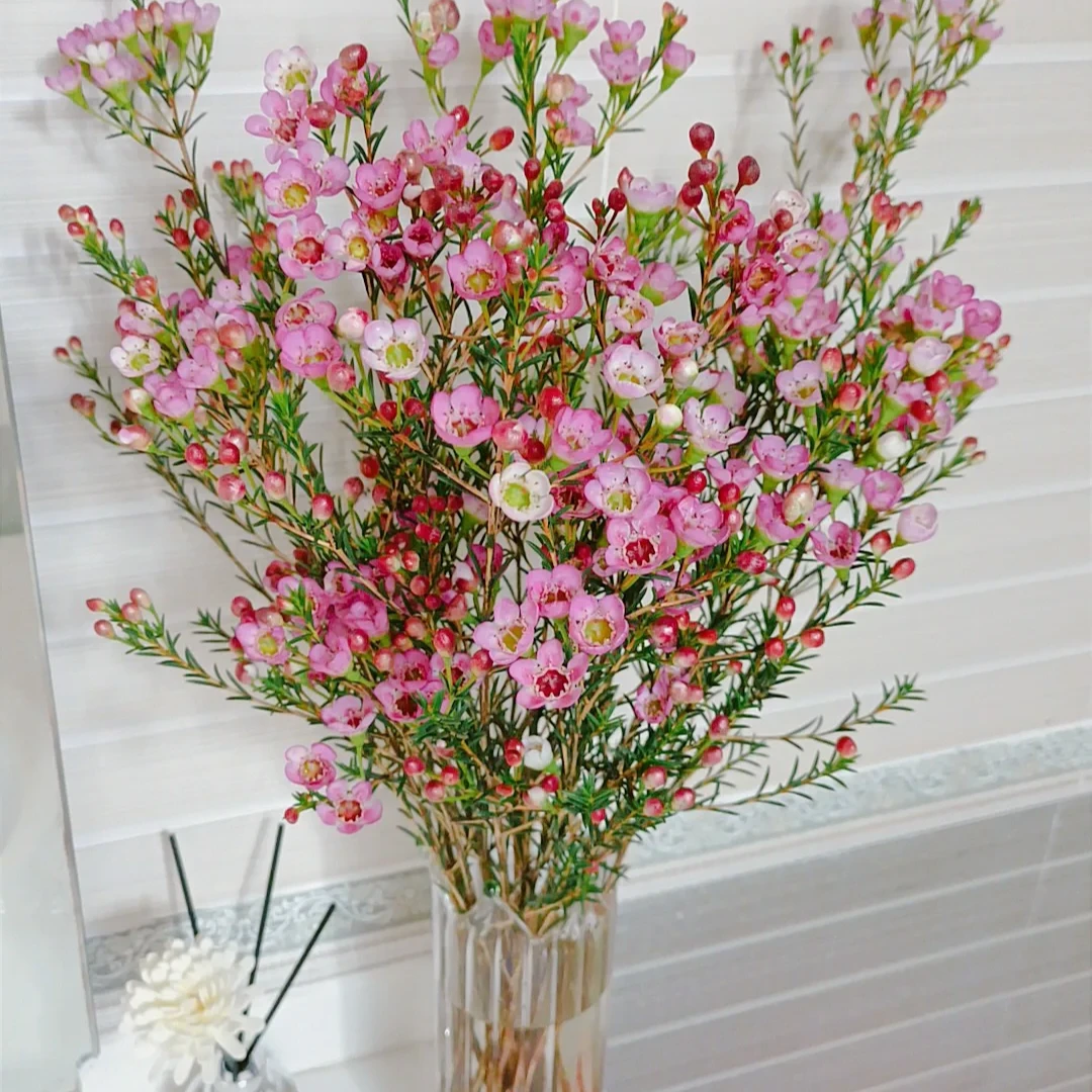 粉色腊梅2扎 包邮【1单中通 2单顺丰或京东】云南鲜花年宵花（原色）