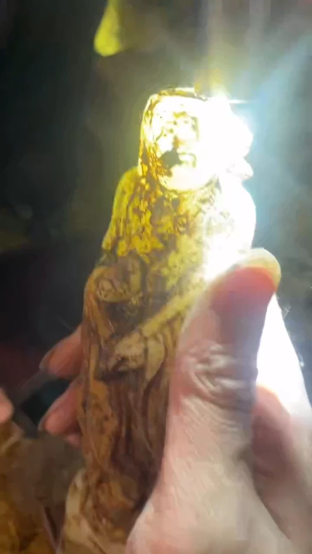 香榧木（1个小复利）