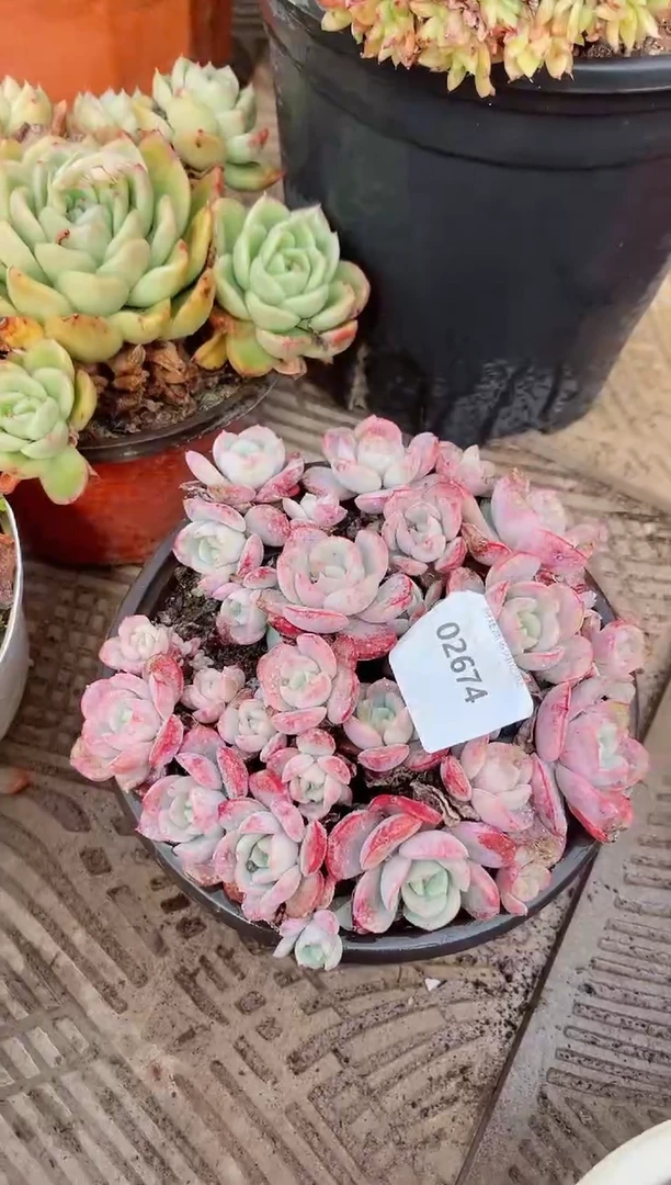 【闪购商品】02674