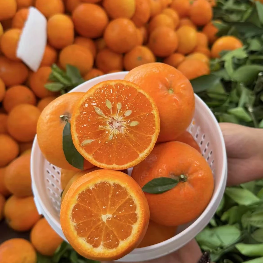 高山沃柑现采新鲜当季水果甜蜜多汁皮薄甘甜