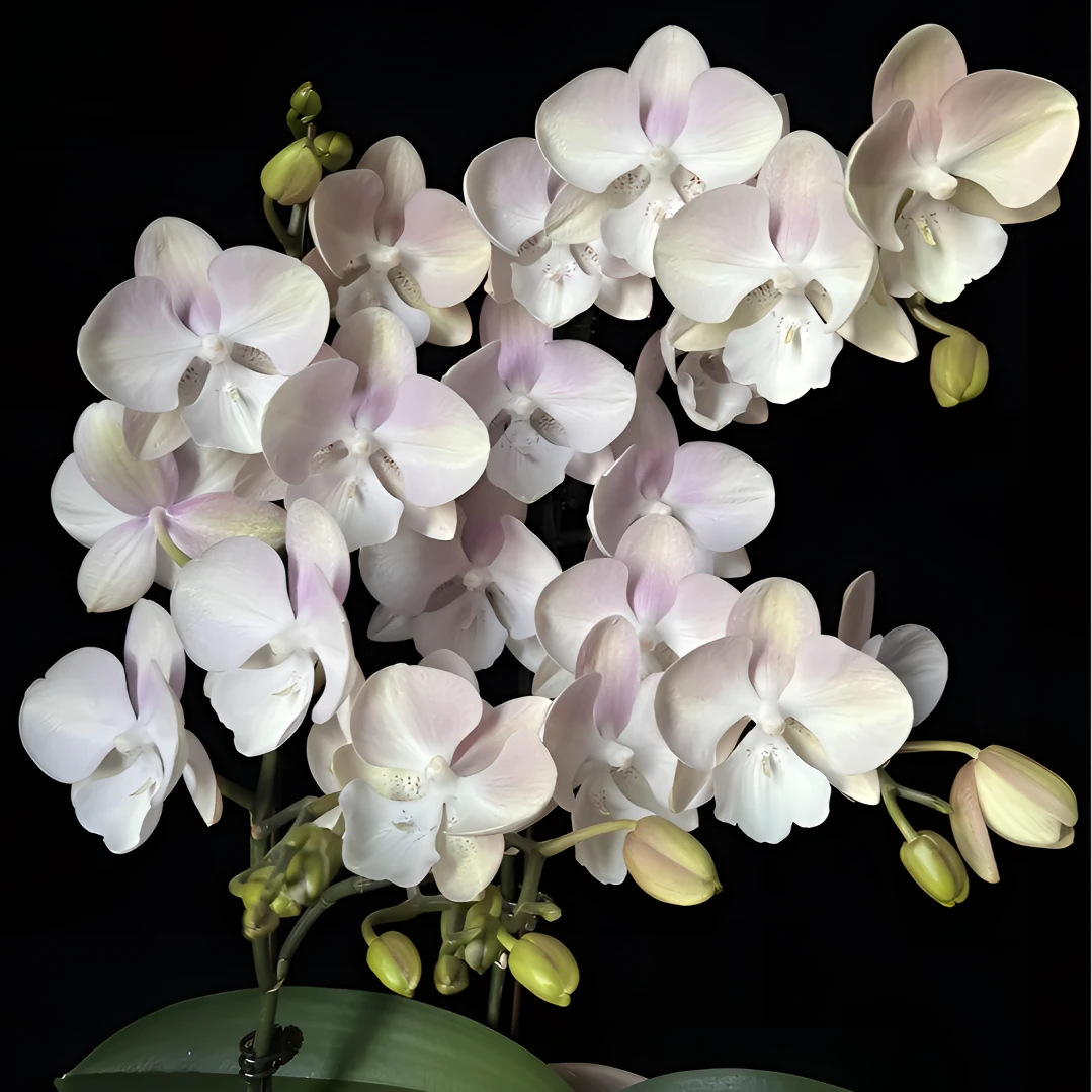 蝴蝶兰 威尼斯 粉色 带花剑花苞 花茎8厘米 室内花卉