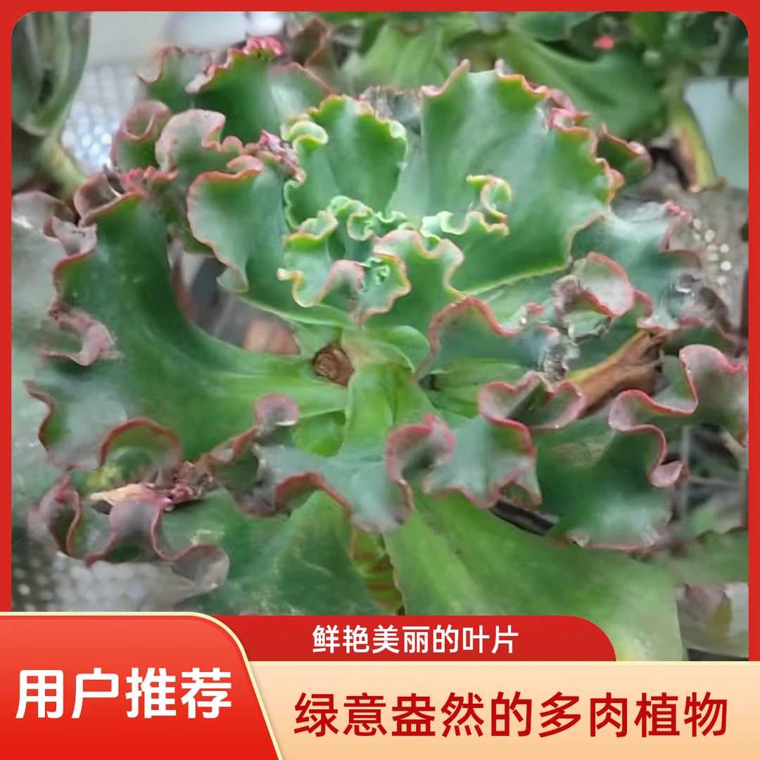 爱丽丝多肉植物盆栽品种好养适合办公室阳台