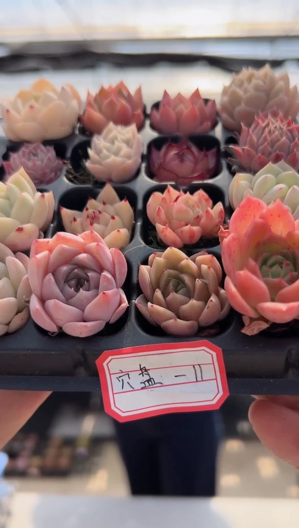 【闪购商品】穴盘-11