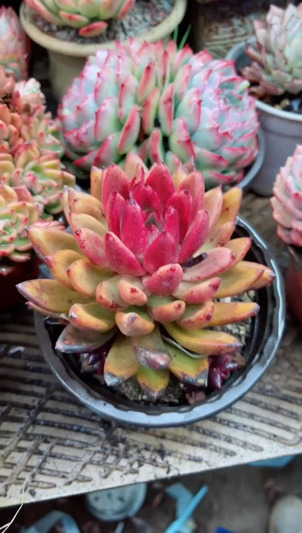 【闪购商品】12048