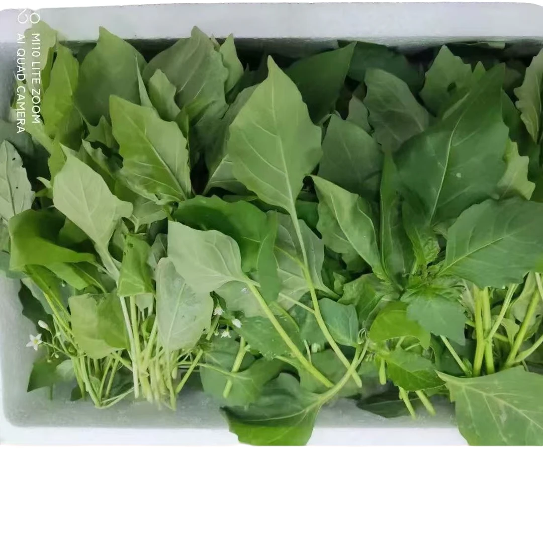 新鲜龙葵草嫩尖野生黑悠悠整颗白花菜天茄子
