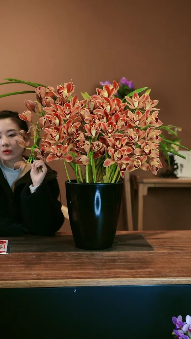 【闪购商品】盆景麒麟拱兰 礼盒