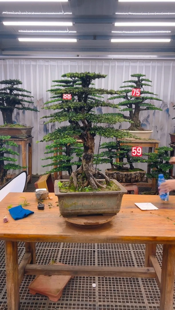 无花朵一*精品盆景直播间一物一拍