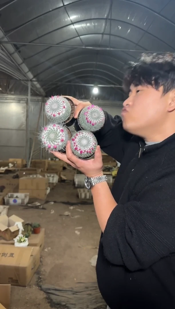 4颗 单头 玉翁【带雪顶】