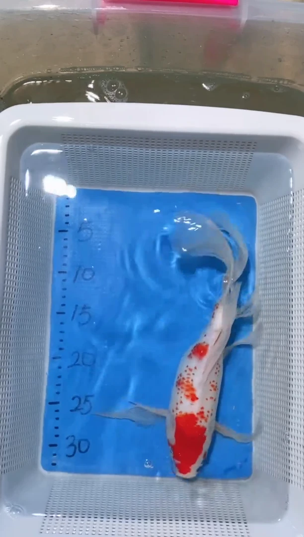 锦鲤锦鲤蝴蝶鲤鱼拍开箱视频包售后