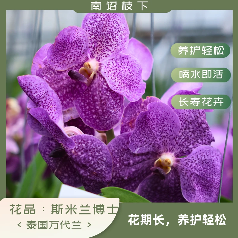 【南诏一级】泰国 斯米兰博士 万代兰,花大艳丽,爆花量大 花期长