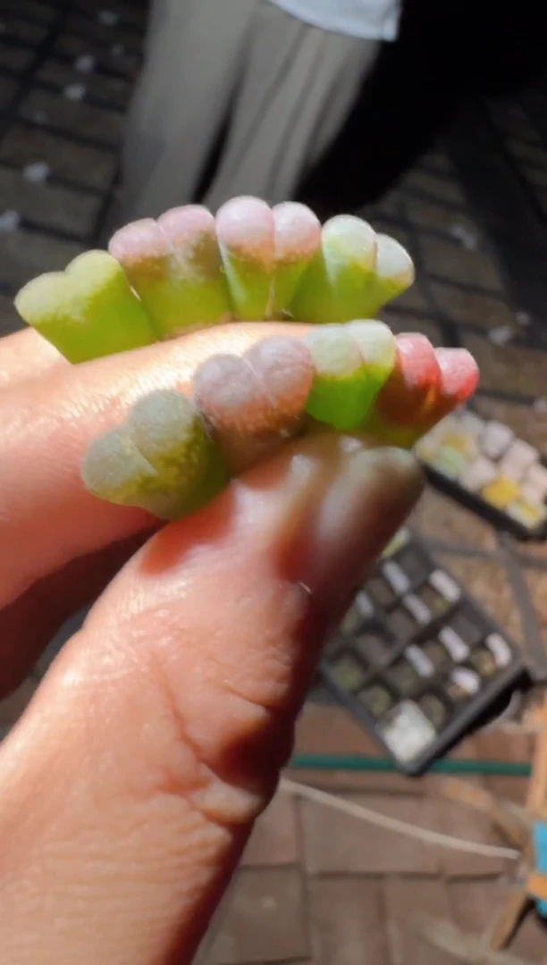 111多肉植物肉锥彩虹糖十颗