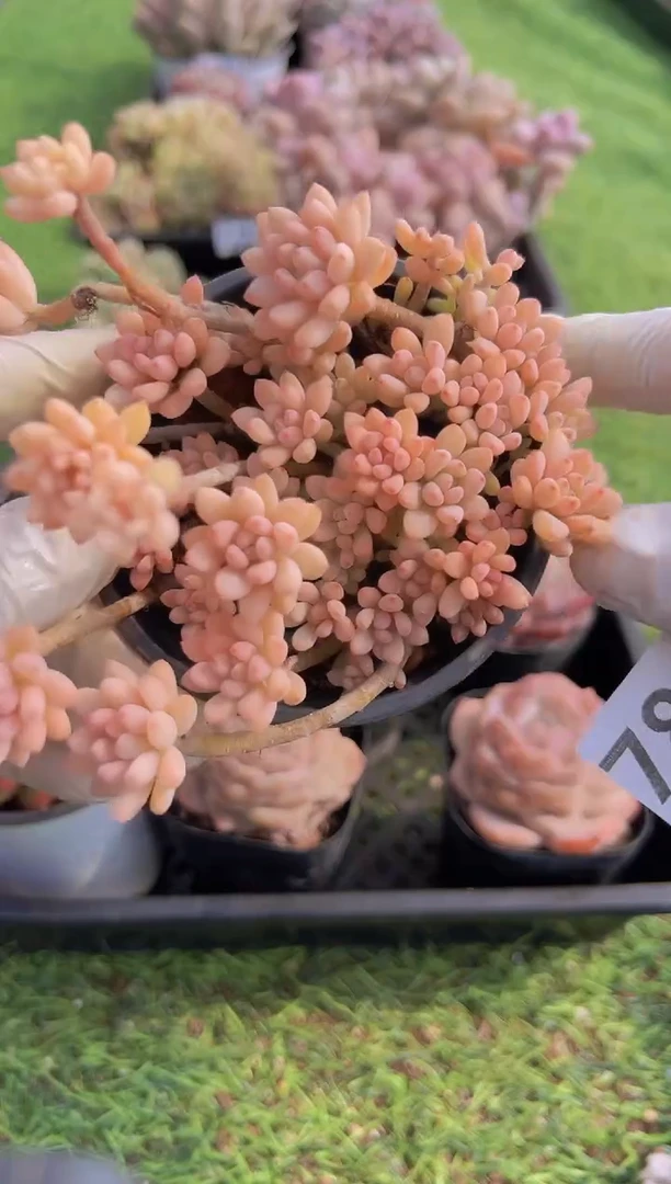 【闪购商品】信福多肉一物一拍