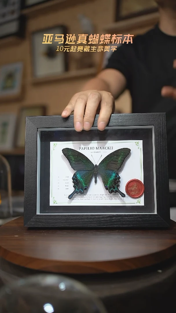 有机玻璃绿带翠凤蝶夏型8寸黑框国风版