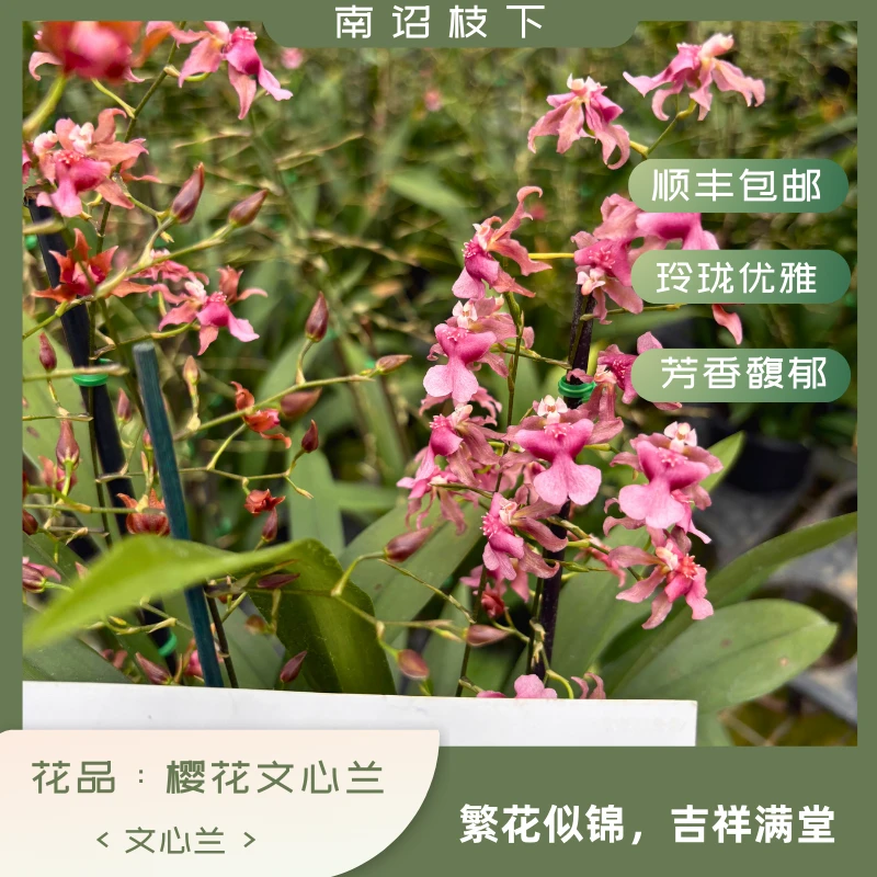 【南诏三级】樱花文心兰  爆花  简单好养 浓香