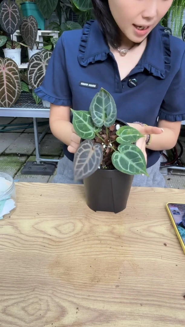 完全开放862   红虎