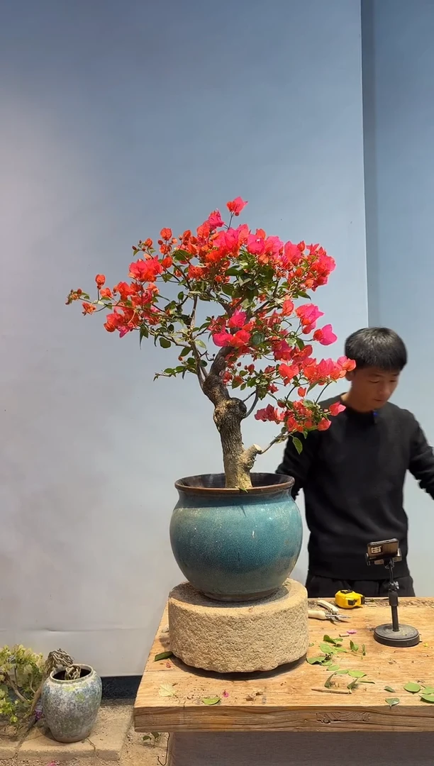 以实际为准三角梅A46