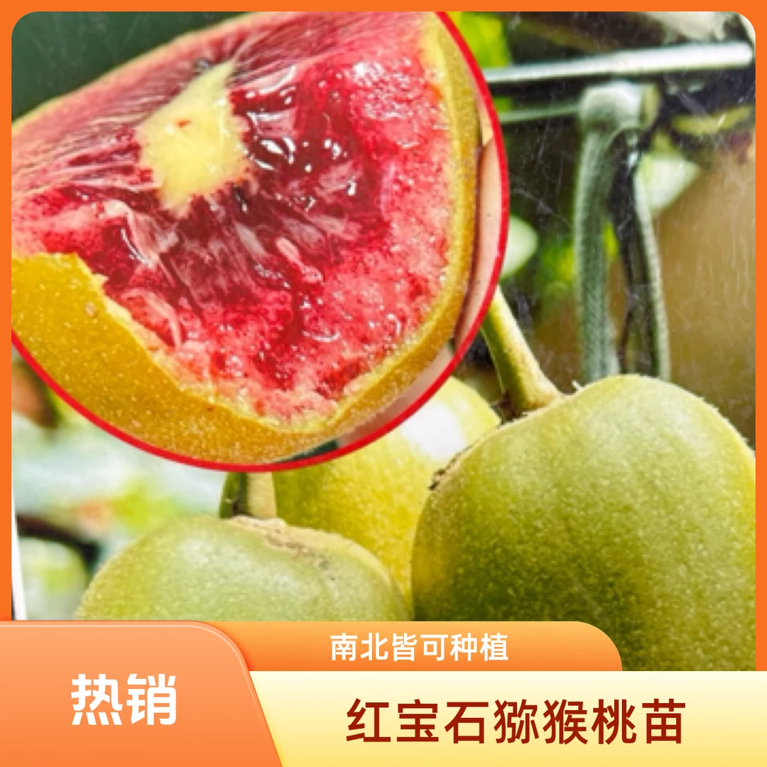 嫁接猕猴桃红宝石猕猴桃奇异果树苗红猕猴桃树苗南北方猕猴桃树苗