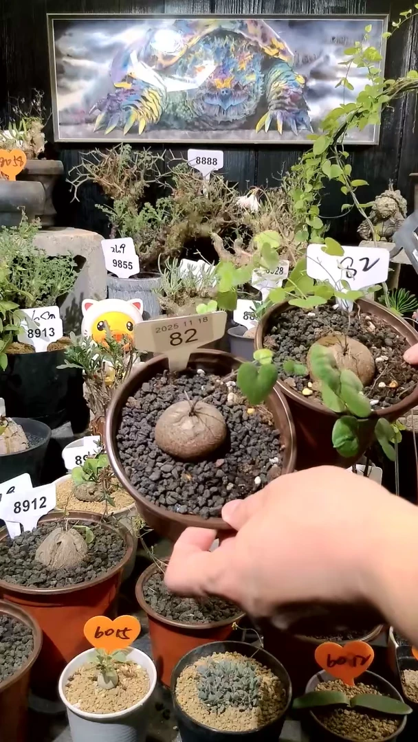 82号1118福利南非龟甲龙买一送一